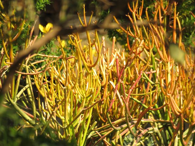 Euphorbia tirucalli firesticks (2)